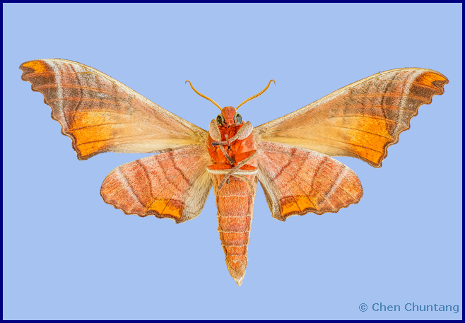 Marumba spectabilis spectabilis (underside), Kuocang Mountain Nature Reserve, Zhejiang, China, 2020. Photo: © Chen Chuntang.