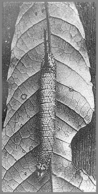 Fourth instar larva of Marumba spectabilis spectabilis. Photo: Mell, 1922b