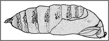 Pupa of Marumba spectabilis spectabilis. Image: Mell, 1922b