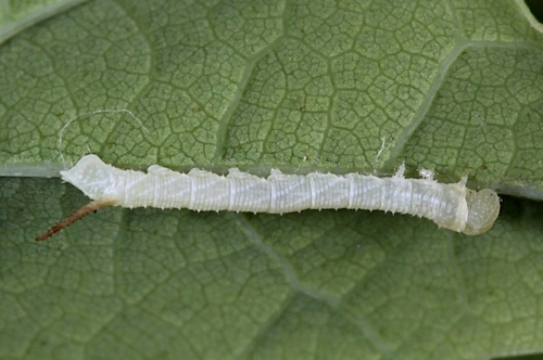 First-instar larva of Marumba sperchius sperchius, Honshu, Japan. Photo: © Jean Haxaire.