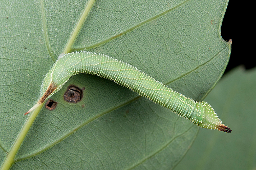 Third-instar larva of Marumba sperchius sperchius, Fushan Botanical Garden (700m), Ilan Hsien, Taiwan. Photo: © Shipher Wu.