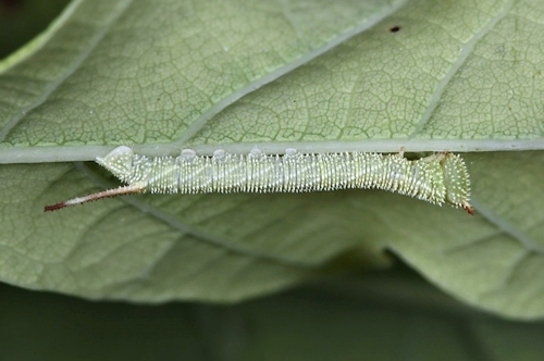 Second-instar larva of Marumba sperchius sperchius, Honshu, Japan. Photo: © Jean Haxaire.