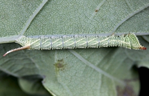 Third-instar larva of Marumba sperchius sperchius, Honshu, Japan. Photo: © Jean Haxaire.