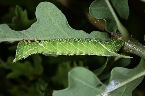 Fourth-instar larva of Marumba sperchius sperchius, Honshu, Japan. Photo: © Jean Haxaire.