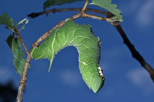Final-instar green form larva of Marumba sperchius sperchius, Honshu, Japan. Photo: © Jean Haxaire.