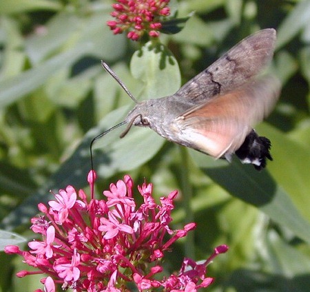 Adult hovering at Centranthus flowers, Wien, Austria. Photo: © Erich Mangl.