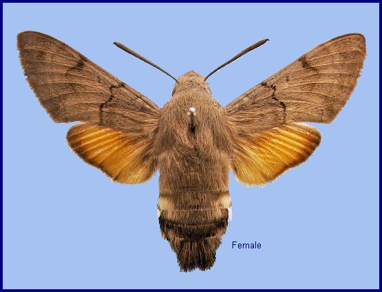 Female Macroglossum stellatarum. Photo: © NHMUK