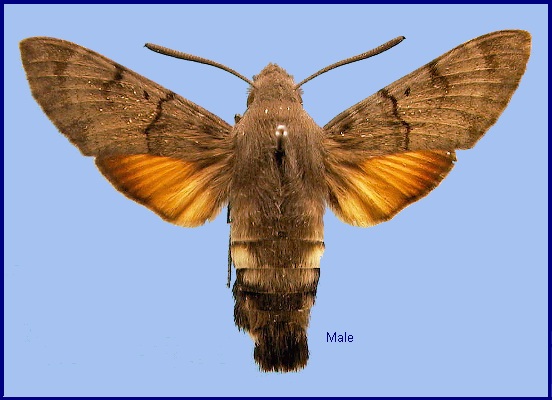 Male Macroglossum stellatarum. Photo: © NHMUK