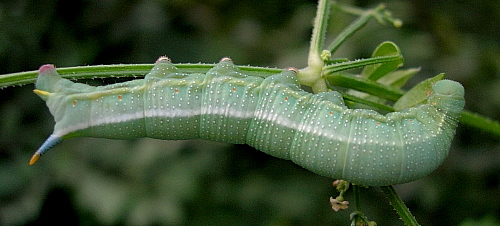 Final instar larva of Macroglossum stellatarum on Rubia cordifolia, Beijing, China, 4.ix.2005. Photo: © Tony Pittaway