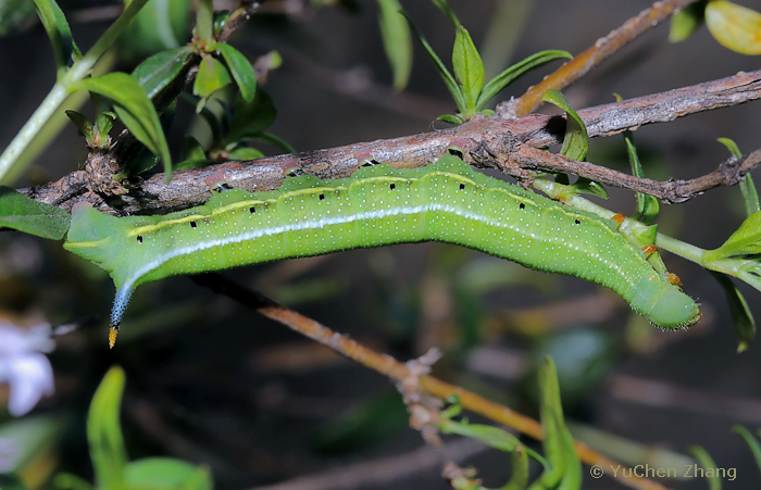 Full-grown green form larva of Macroglossum stellatarum on Leptodermis oblonga, Shentangyu Natural Scenic Area, Huairou County, Beijing, China. Photo: © Zhang YuChen, 2023.