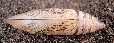 Pupa of Macroglossum stellatarum, England. Photo: © Tony Pittaway.