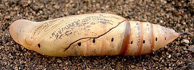 Pupa of Macroglossum stellatarum, England. Photo: © Tony Pittaway.