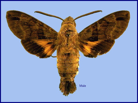 Male Macroglossum ungues. Photo: © NHMUK