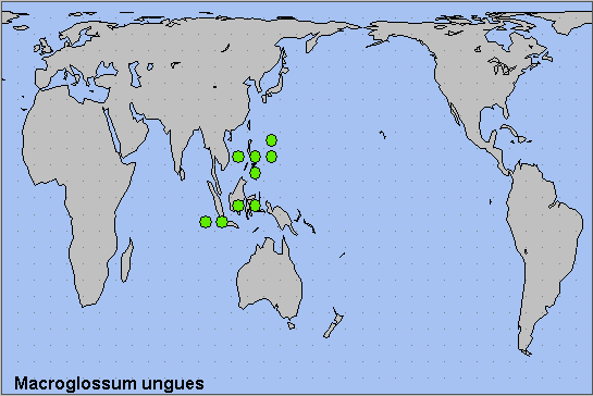 Global distribution of Macroglossum ungues. Map: © NHMUK.
