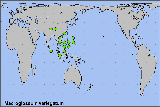 Global distribution of Macroglossum variegatum. Map: © NHMUK.