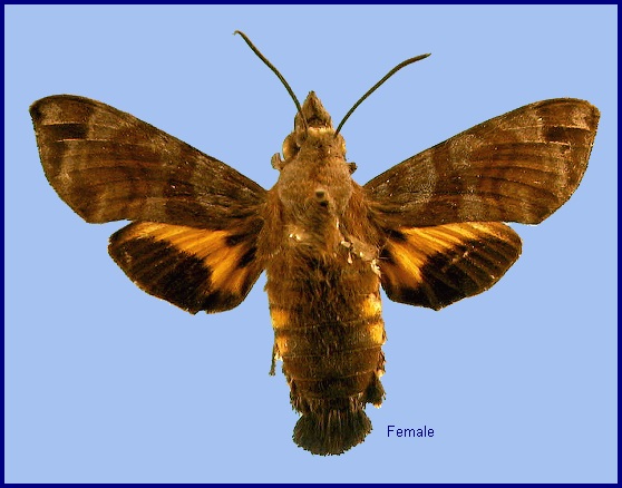 Female Macroglossum Macroglossum vicinum vicinum. Photo: © NHMUK