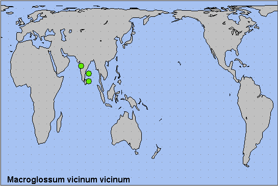 Global distribution of Macroglossum vicinum vicinum. Map: © NHMUK.
