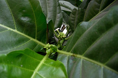 Morinda citrifolia, Bangkok, Thailand. Photo: © Tony Pittaway.