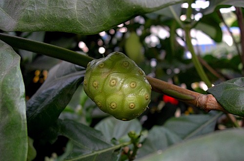 Morinda citrifolia, Bangkok, Thailand. Photo: © Tony Pittaway.