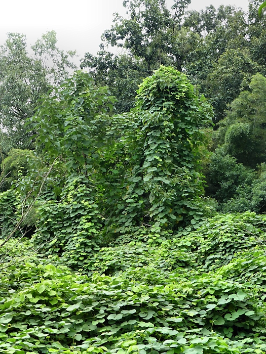 Mat of Mucuna, Yellow Dragon Cave, Geling Hill, West Lake, Hangzhou, Zhejiang, China. Photo: © Tony Pittaway.