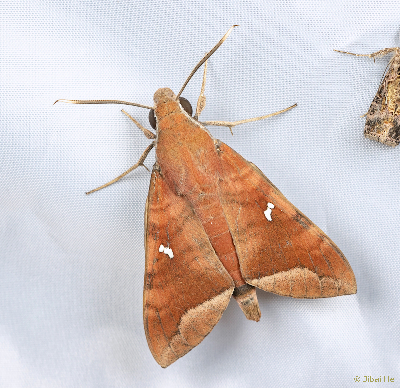 Adult Nephele hespera, Liuku/Lushui, Nujiang Lisu Autonomous Prefecture, Yunnan, China, 14.iii.2023. Photo: © He JiBai.