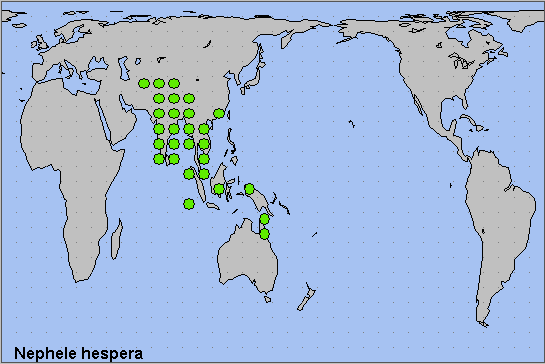 Global distribution of Nephele hespera. Map: © NHMUK.