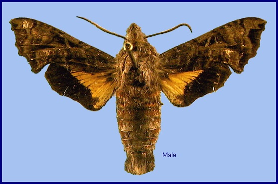 Male Neogurelca himachala. Photo: © NHMUK