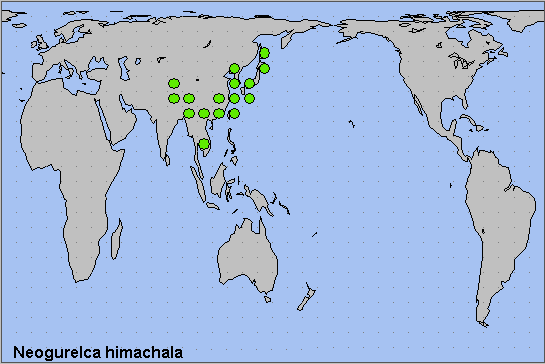 Global distribution of Neogurelca himachala himachala. Map: © NHMUK.