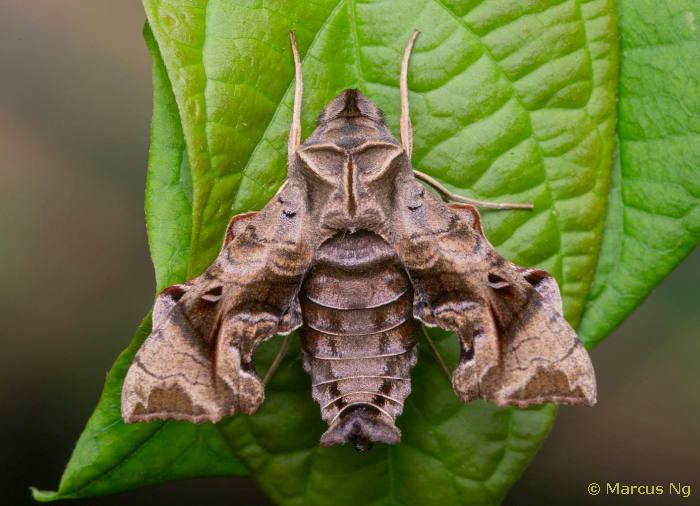 Neogurelca hyas, Singapore, xii.2020. Photo: © Marcus Ng