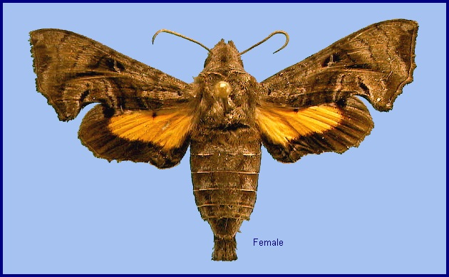 Female Neogurelca hyas. Photo: © NHMUK