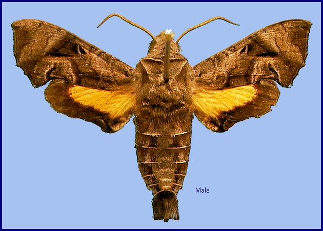 Male Neogurelca hyas. Photo: © NHMUK