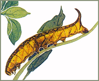 Full-grown golden form larva of Neogurelca hyas. Image: Mell, 1922b