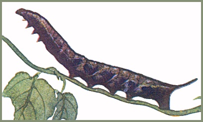 Full-grown dark brown form larva of Neogurelca hyas. Image: Mell, 1922b