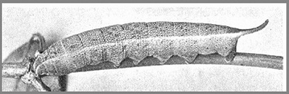 Full-grown bicoloured form larva of Neogurelca hyas. Photo: Mell, 1922b