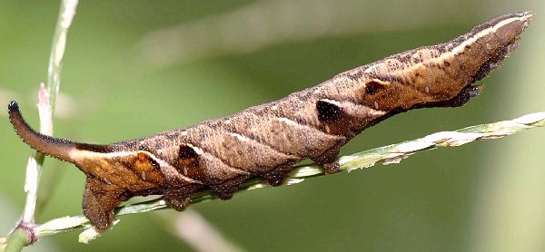 Full-grown medium brown form larva of Neogurelca hyas, Singapore. Photo: © Leong Tzi Ming.