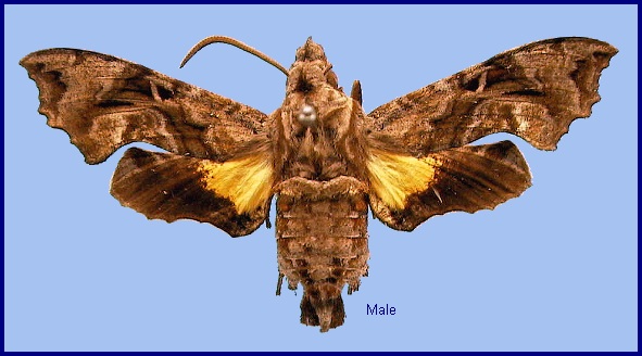 Male Neogurelca masuriensis. Photo: © NHMUK