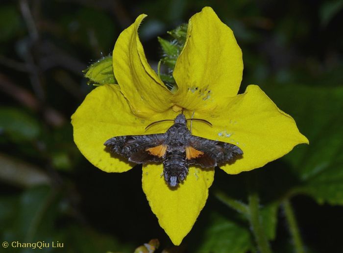 Feeding Neogurelca montana montana, Shangri-La Alpine Botanical Garden, Diqing, Yunnan, China, viii.2017, 3300m. Photo: © ChangQiu Liu.