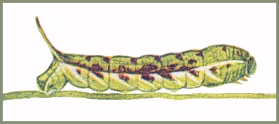 Full-grown green form larva of Neogurelca montana montana, Dali, Yunnan, China. Image: Mell, 1922b