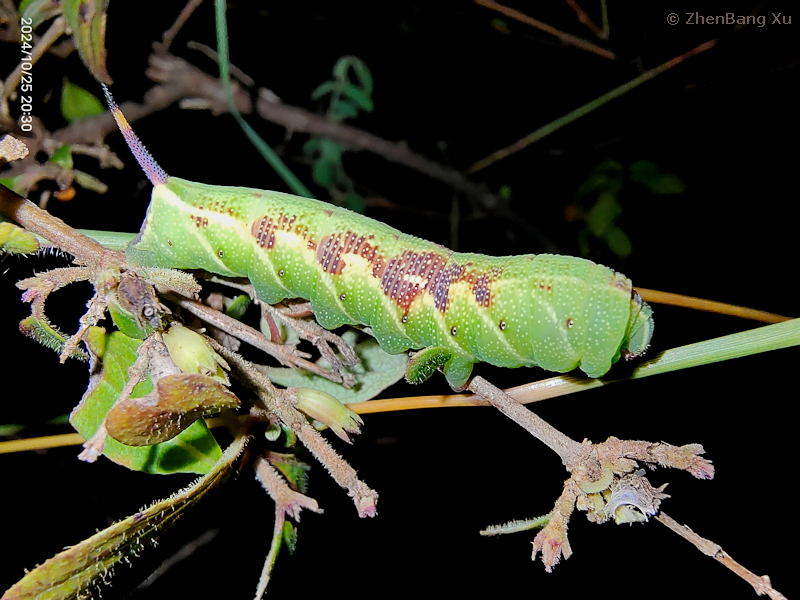 Full-grown green form larva of Neogurelca montana montana on Leptodermis, Kunming, Yunnan, China, 25.x.2024. Photo: © Xu ZhenBang.