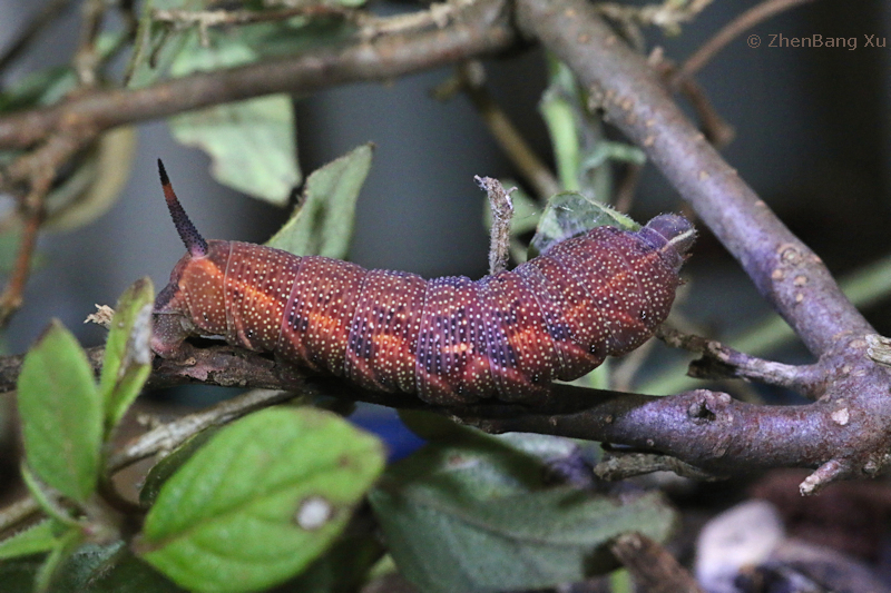 Full-grown pre-pupation larva of Neogurelca montana montana on Leptodermis, Kunming, Yunnan, China, 26.x.2024. Photo: © Xu ZhenBang.