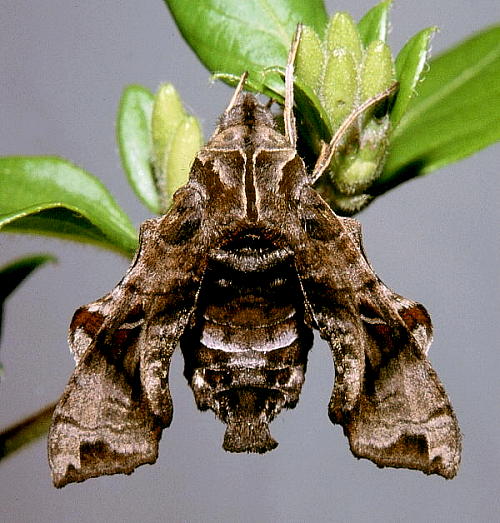 Female Neogurelca himachala sangaica, Yellow Dragon Cave, Geling Hill, West Lake, Hangzhou, Zhejiang, China. Photo: © Tony Pittaway