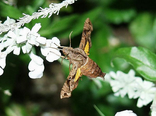 Feeding Neogurelca himachala sangaica, Japan. Photo: © Koich Kimura.