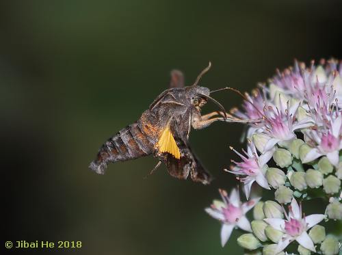 Feeding Neogurelca himachala, Wuhan, Hubei, China, x.2018. Photo: © He JiBai, 2018.