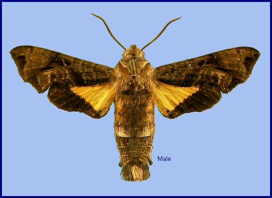 Male Neogurelca himachala sangaica. Photo: © NHMUK