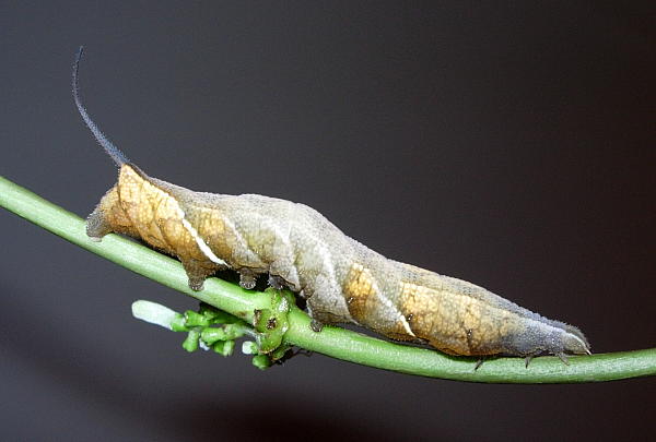 Full-grown medium-brown form larva of Neogurelca himachala sangaica, Hangzhou, Zhejiang, China. Photo: © Tony Pittaway