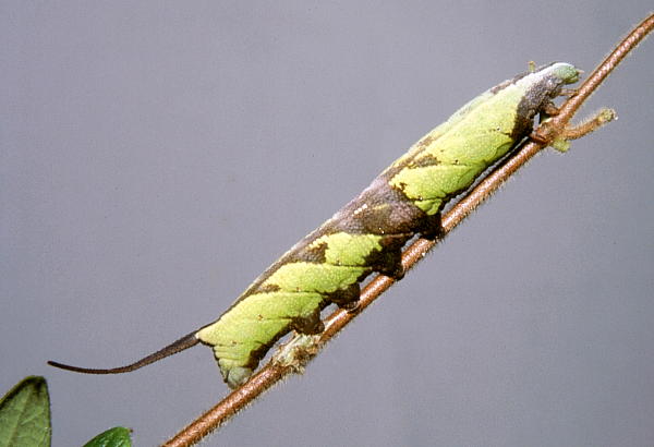 Full-grown green form larva of Neogurelca himachala sangaica, Hangzhou, Zhejiang, China, 3.ix.2004. Photo: © Tony Pittaway