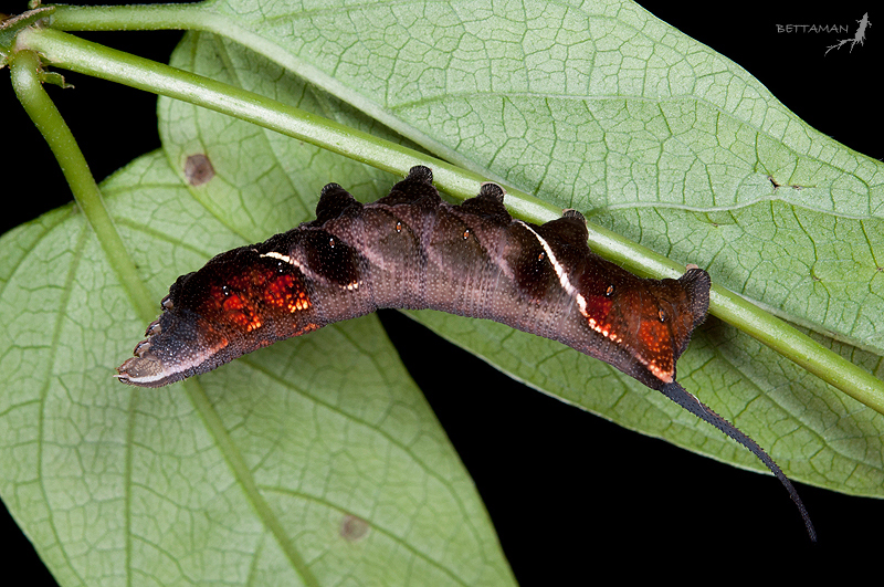 Full-grown dark-brown form larva of Neogurelca himachala, Gueishan, Sindian, Taipei, Taiwan. Photo: © Shipher Wu.