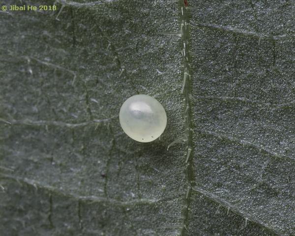 Egg of Neogurelca himachala sangaica, Wuhan, Hubei, China, x.2018. Photo: © He JiBai, 2018.