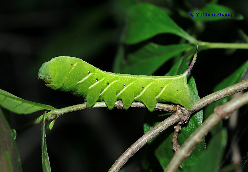 Full-grown green form larva of Neogurelca montana taihangensis, Shentangyu Natural Scenic Area, Huairou County, Beijing, China. Photo: © Zhang YuChen.