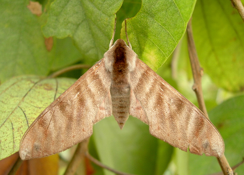 Male Opistoclanis hawkeri in normal resting posture, Mai Chau, Hoa Binh Province, Vietnam, 29.iv.2011. Photo: © Tony Pittaway.